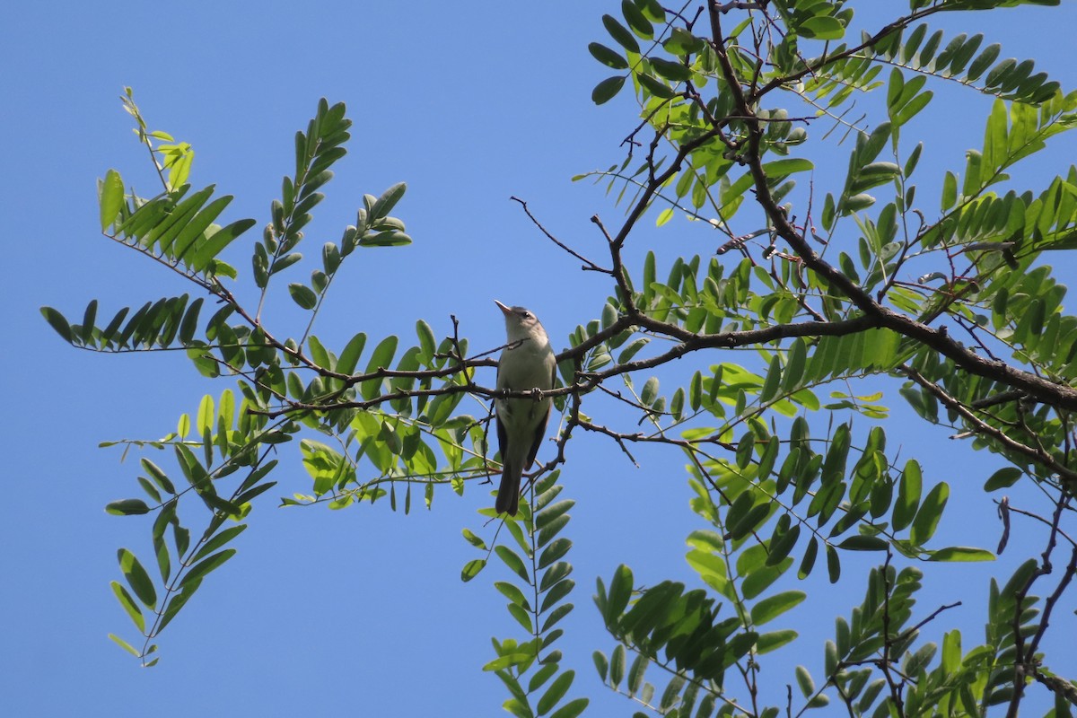 Bireo kantaria - ML582855111