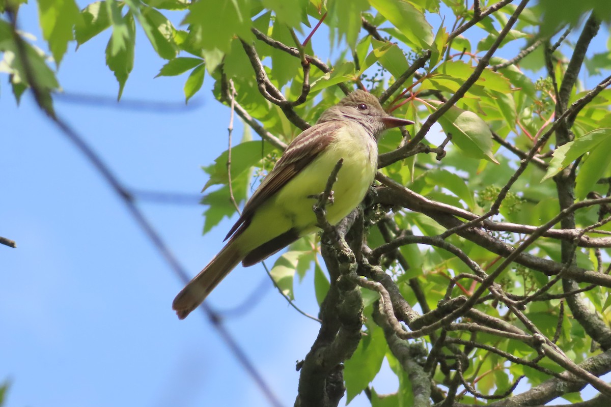 Great Crested Flycatcher - ML582855281