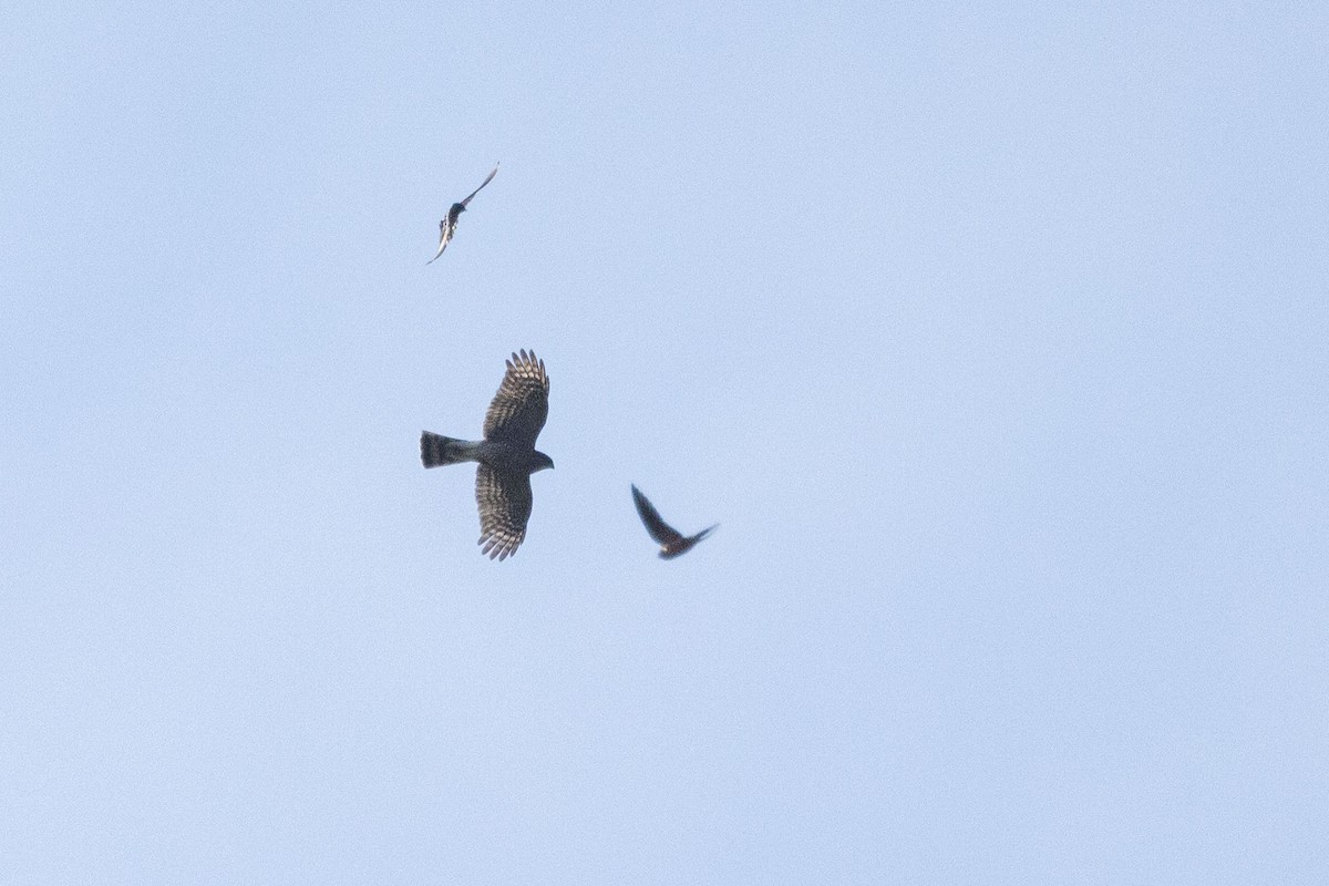 Sharp-shinned Hawk - ML582855341