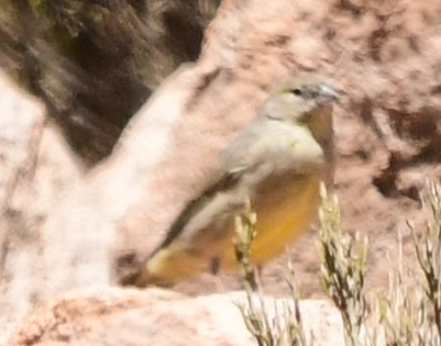 yellow-finch sp. - ML582855411