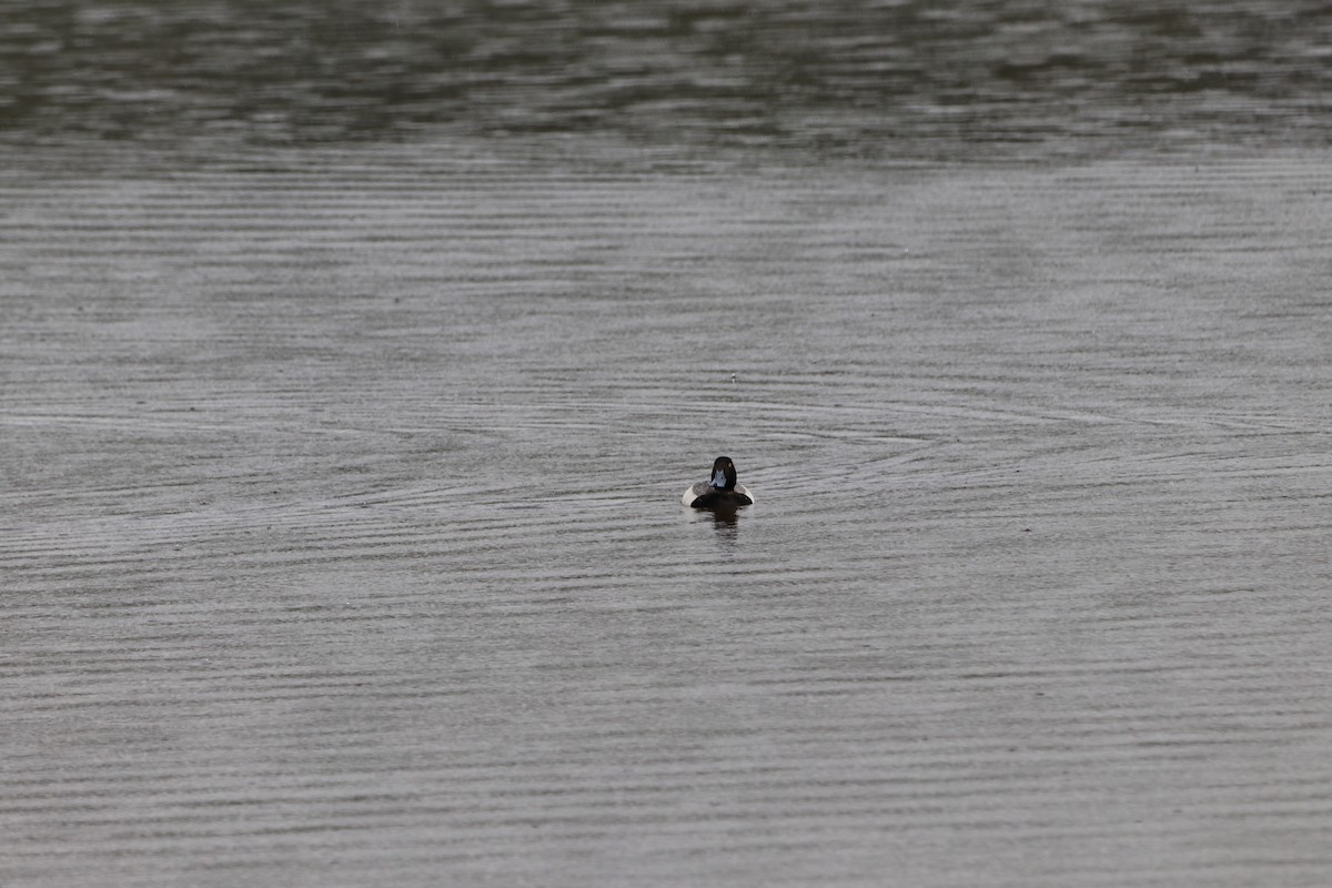 Lesser Scaup - ML582856791