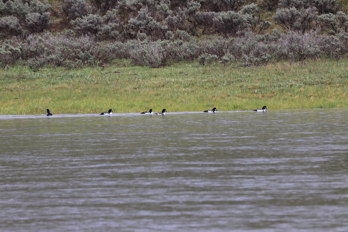 Barrow's Goldeneye - Hamoud Z.