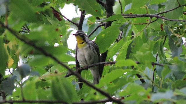 Yellow-throated Warbler (albilora) - ML582857611