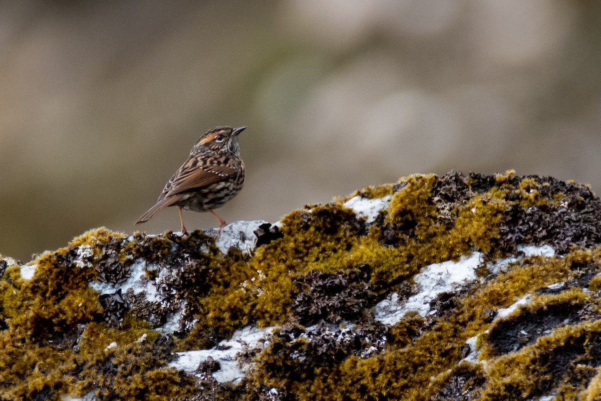 Rufous-breasted Accentor - ML582858351