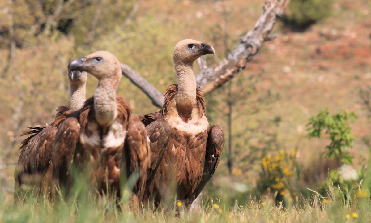 Eurasian Griffon - ML582858751