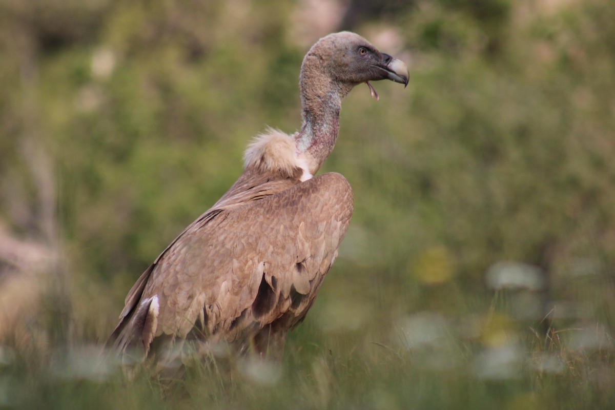 Eurasian Griffon - ML582858791