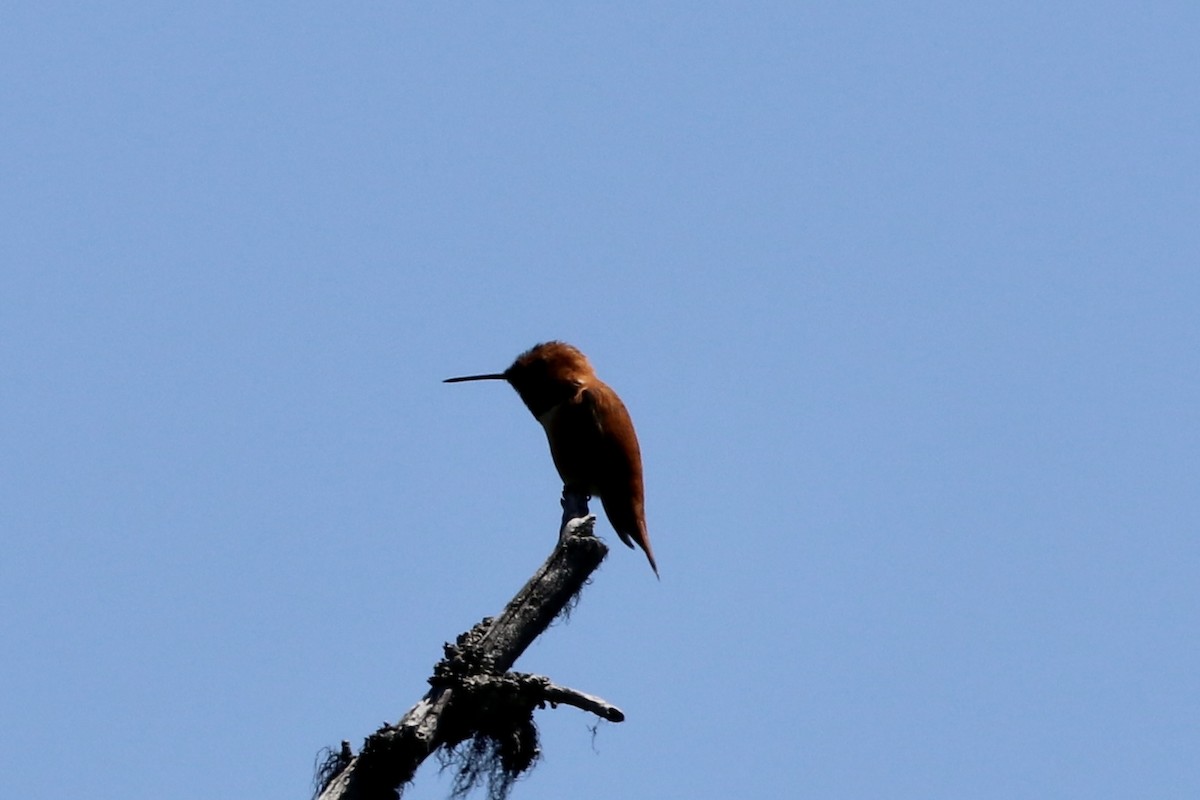 Rufous Hummingbird - ML582861531