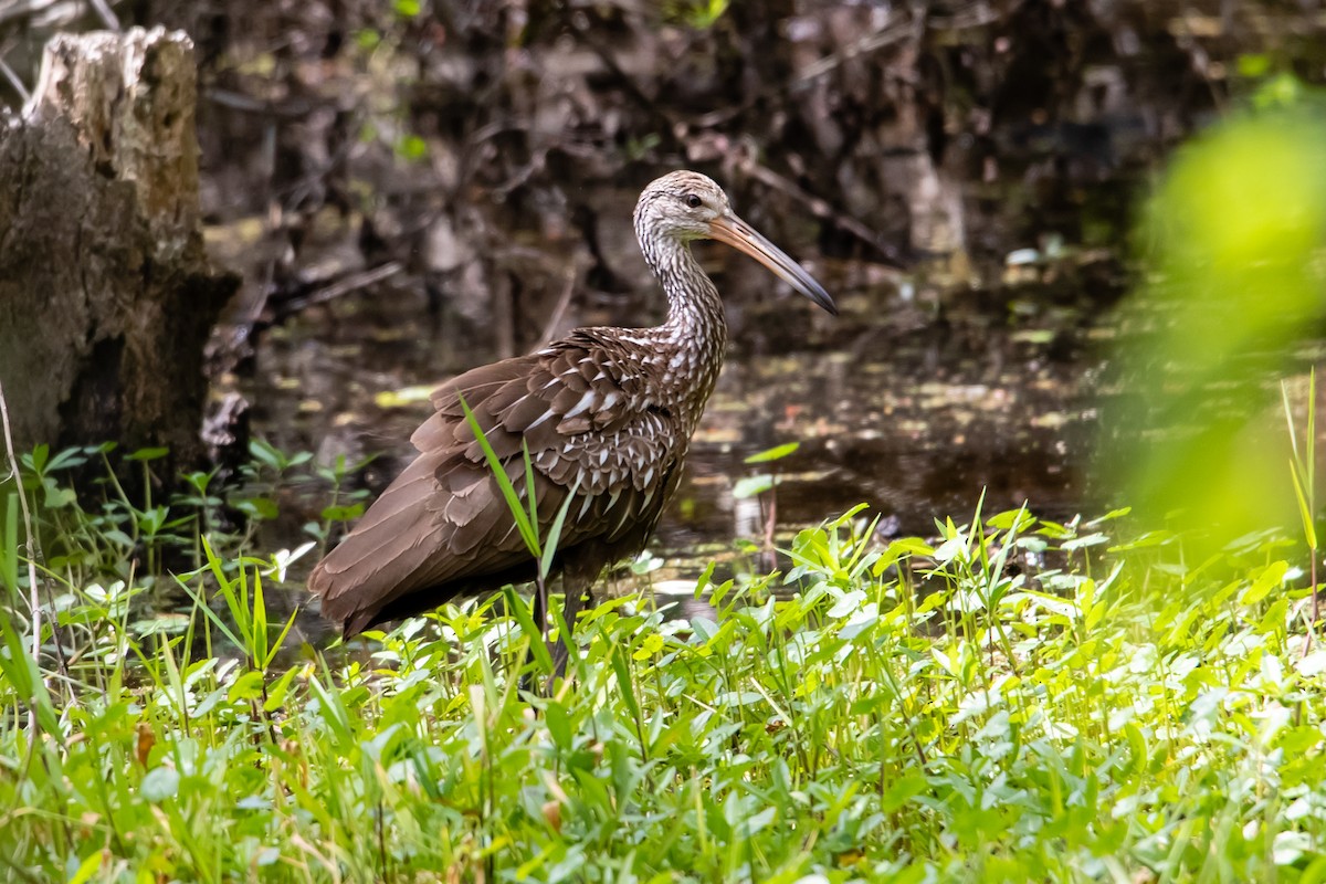 Limpkin - Belen Schneider