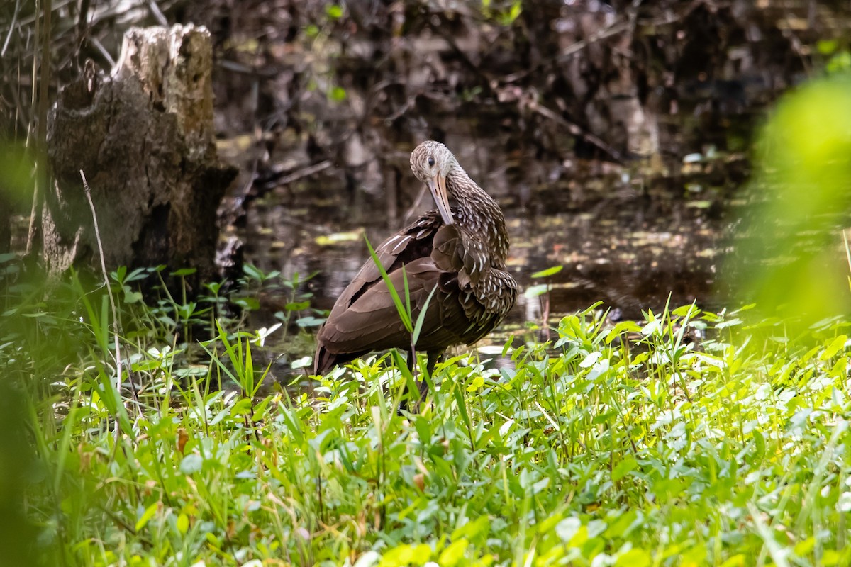 Limpkin - Belen Schneider