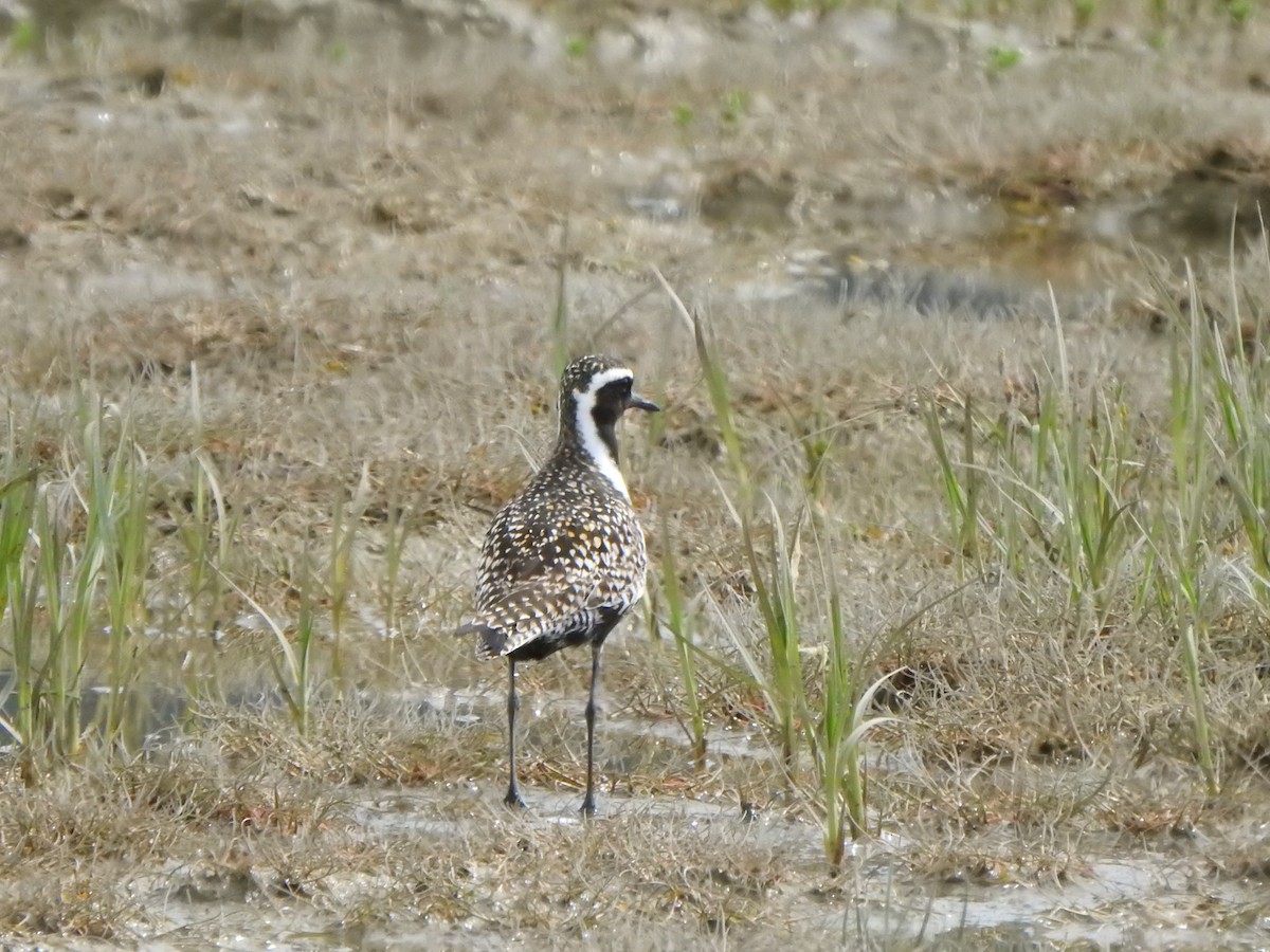 American/Pacific Golden-Plover (Lesser Golden-Plover) - ML582862081