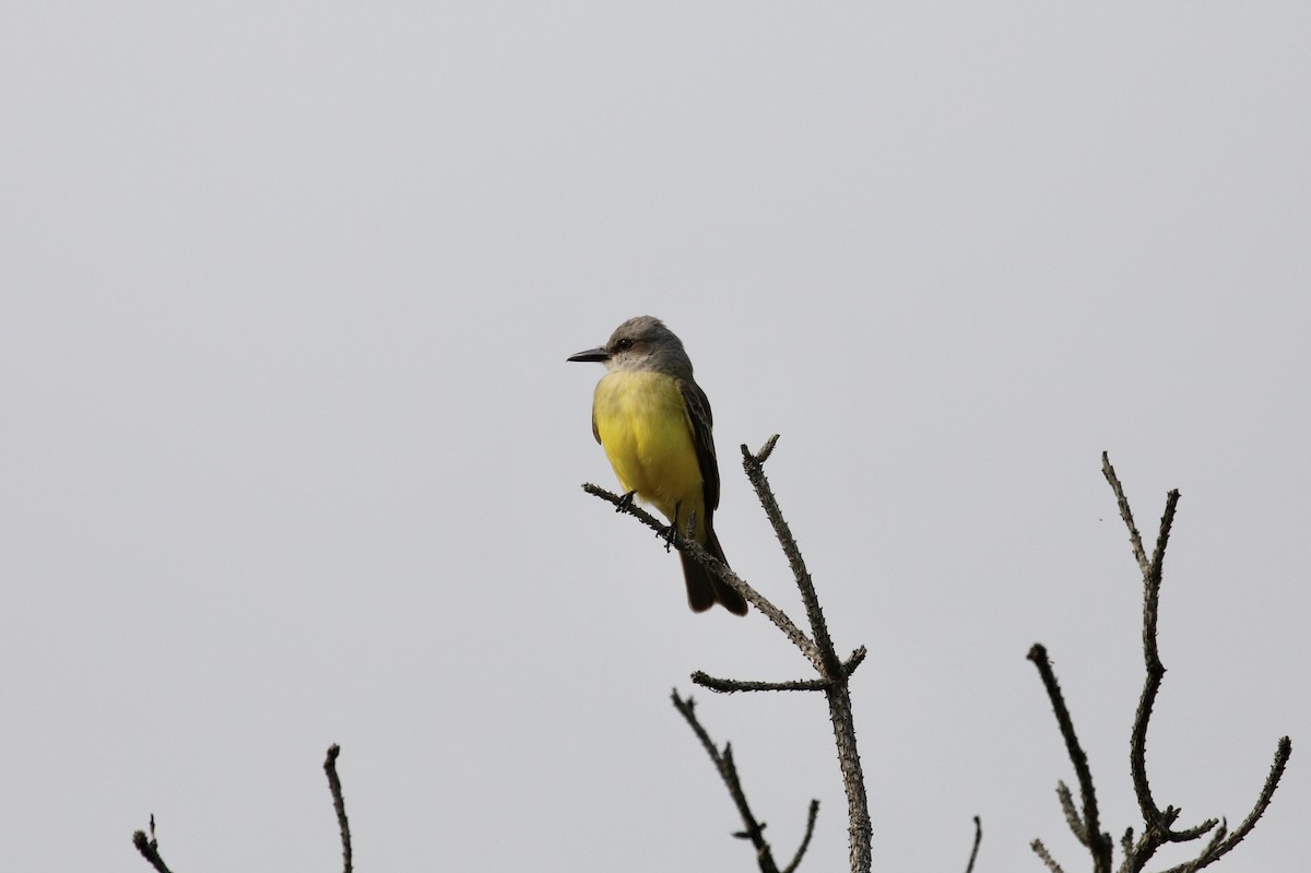 Tropical Kingbird - Mike Collins