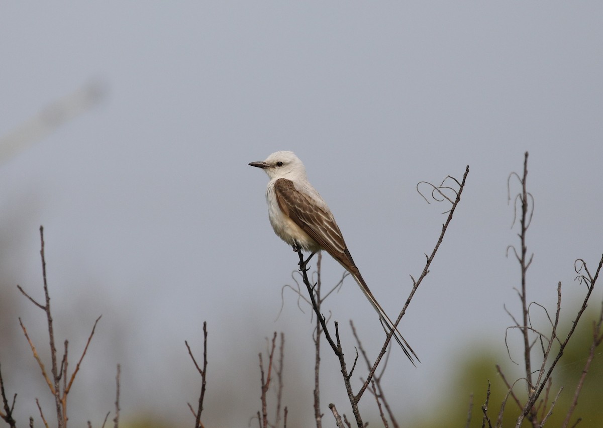 Scissor-tailed Flycatcher - Mike Collins