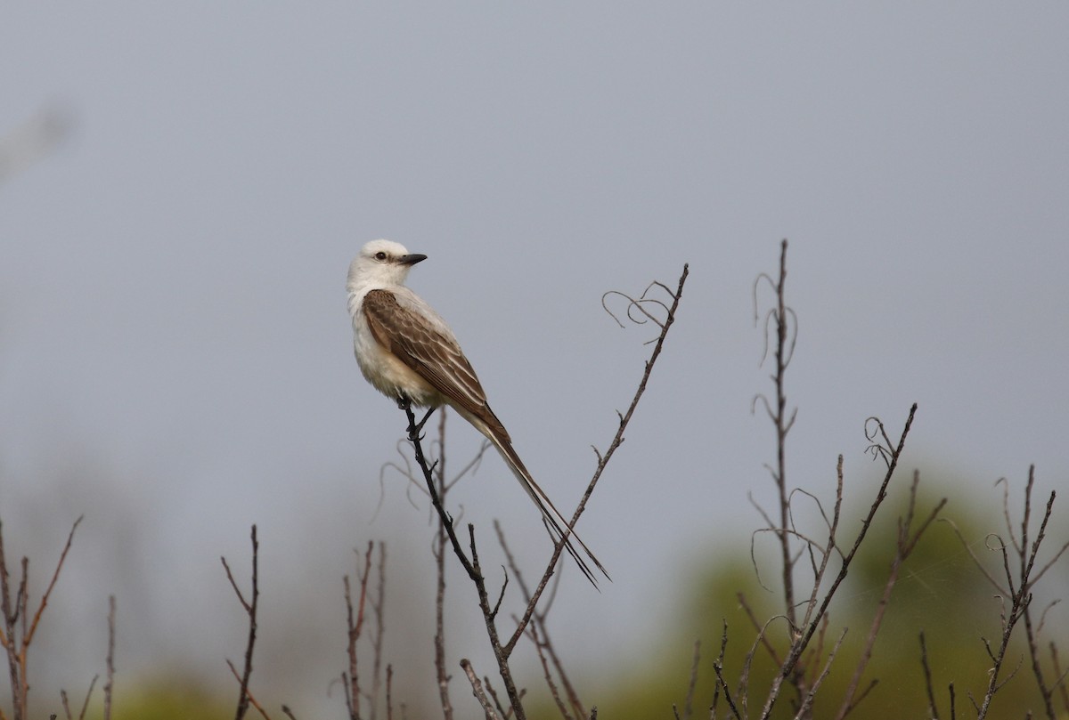 Scissor-tailed Flycatcher - Mike Collins