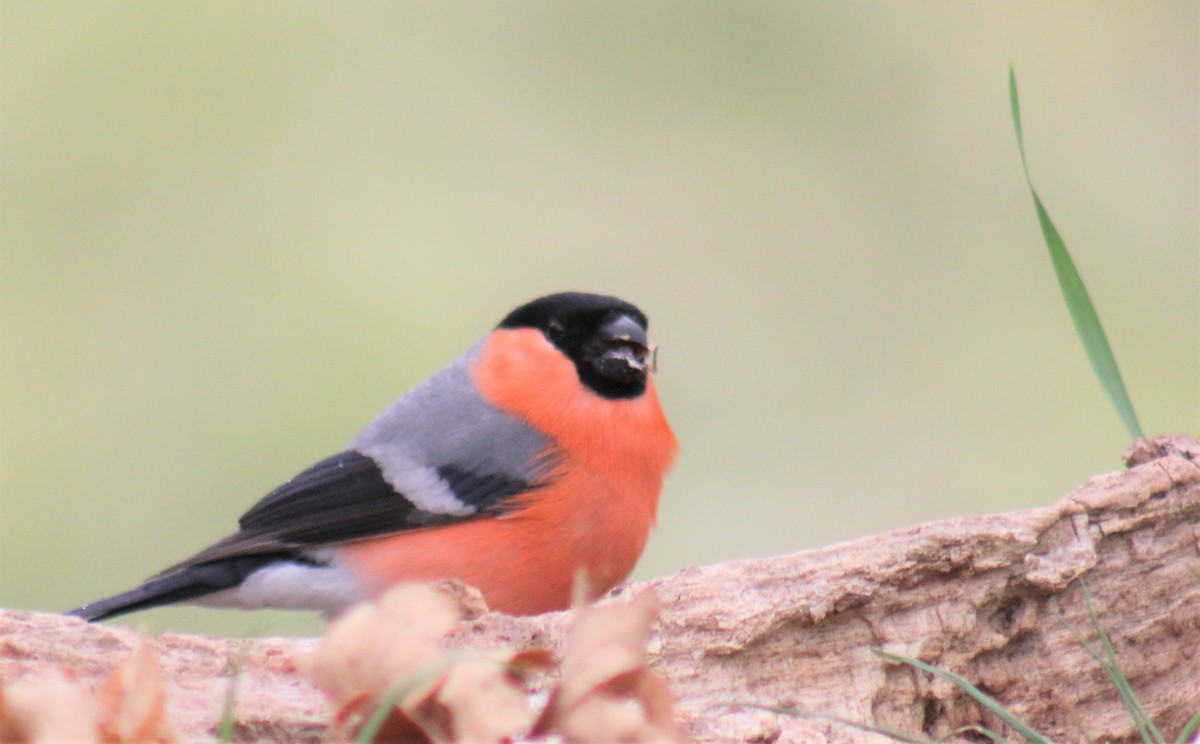 Eurasian Bullfinch - ML582862241