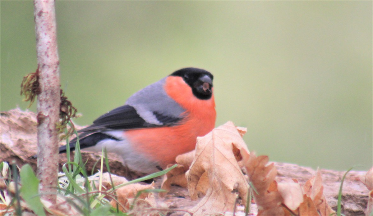 Eurasian Bullfinch - ML582862261