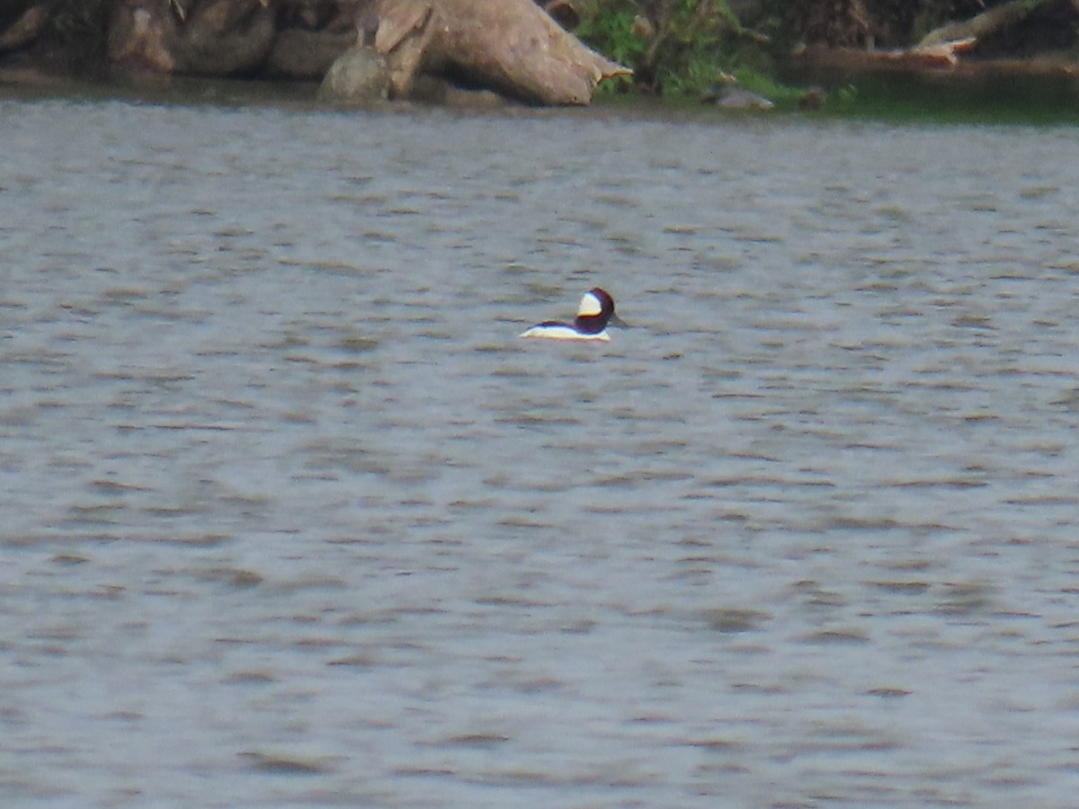 Bufflehead - ML582862451