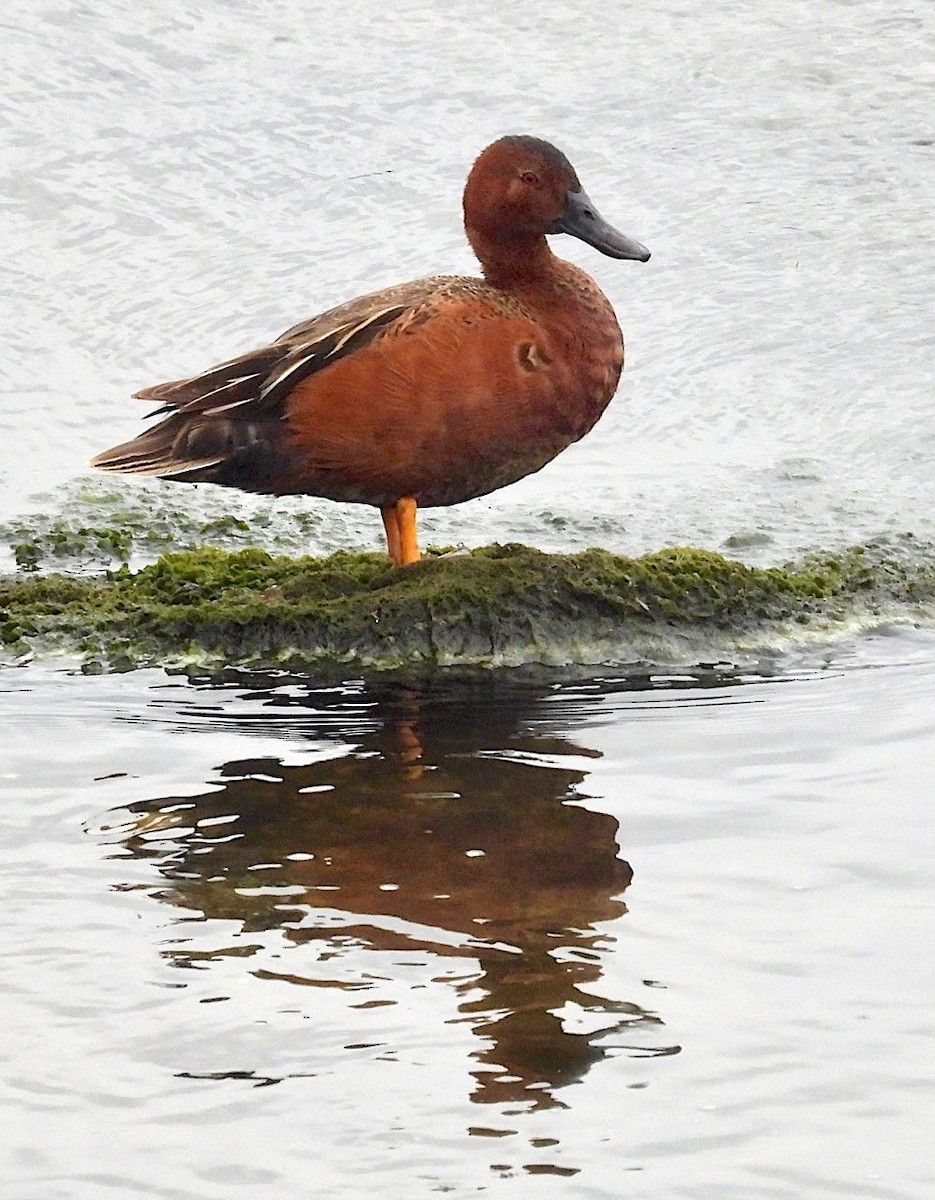 Cinnamon Teal - Kurt Wahl