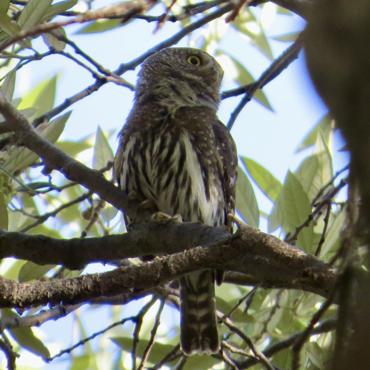 Northern Pygmy-Owl (Mountain) - ML582862811