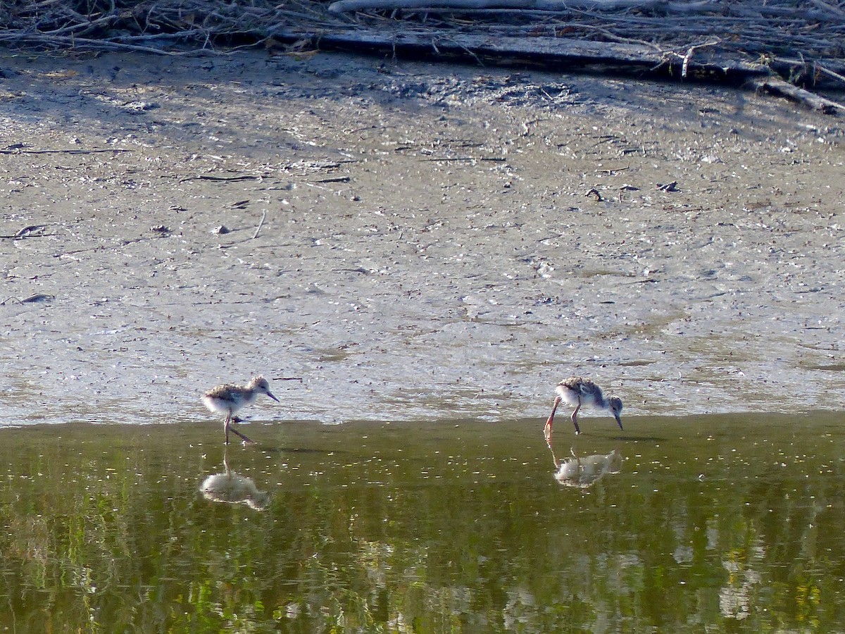 Schwarznacken-Stelzenläufer - ML582862971