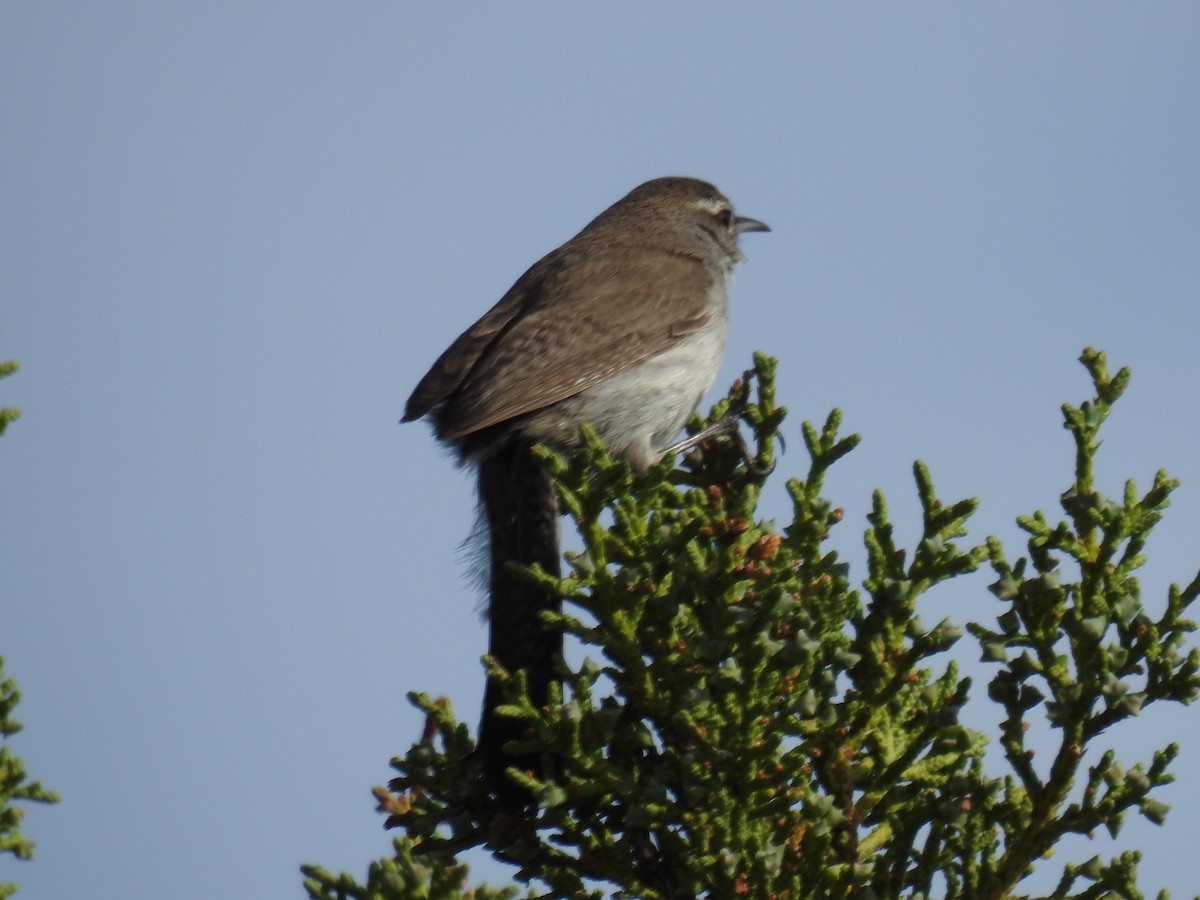 Bewick's Wren - Forrest Luke