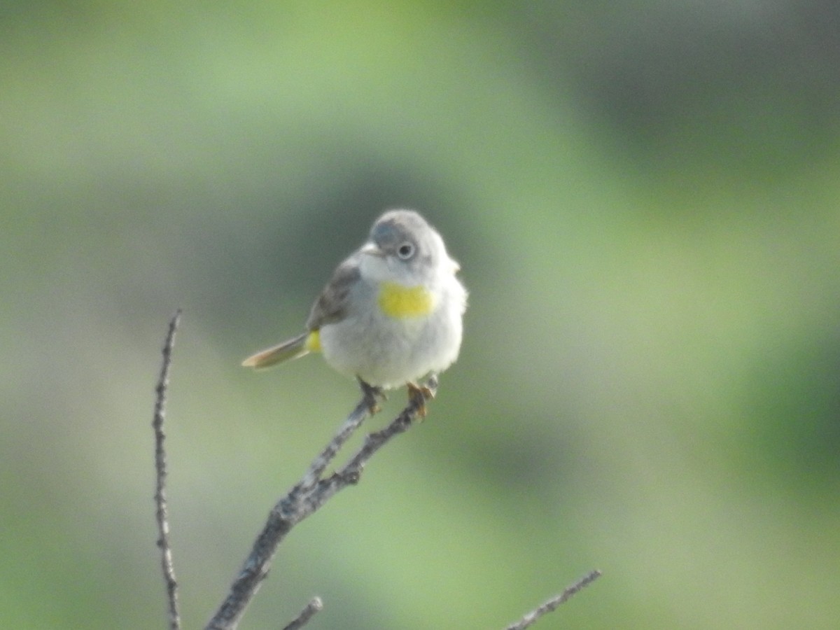 Virginia's Warbler - Forrest Luke