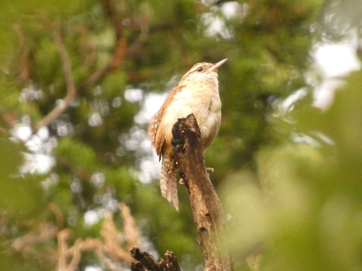 Carolina Wren - ML582864241