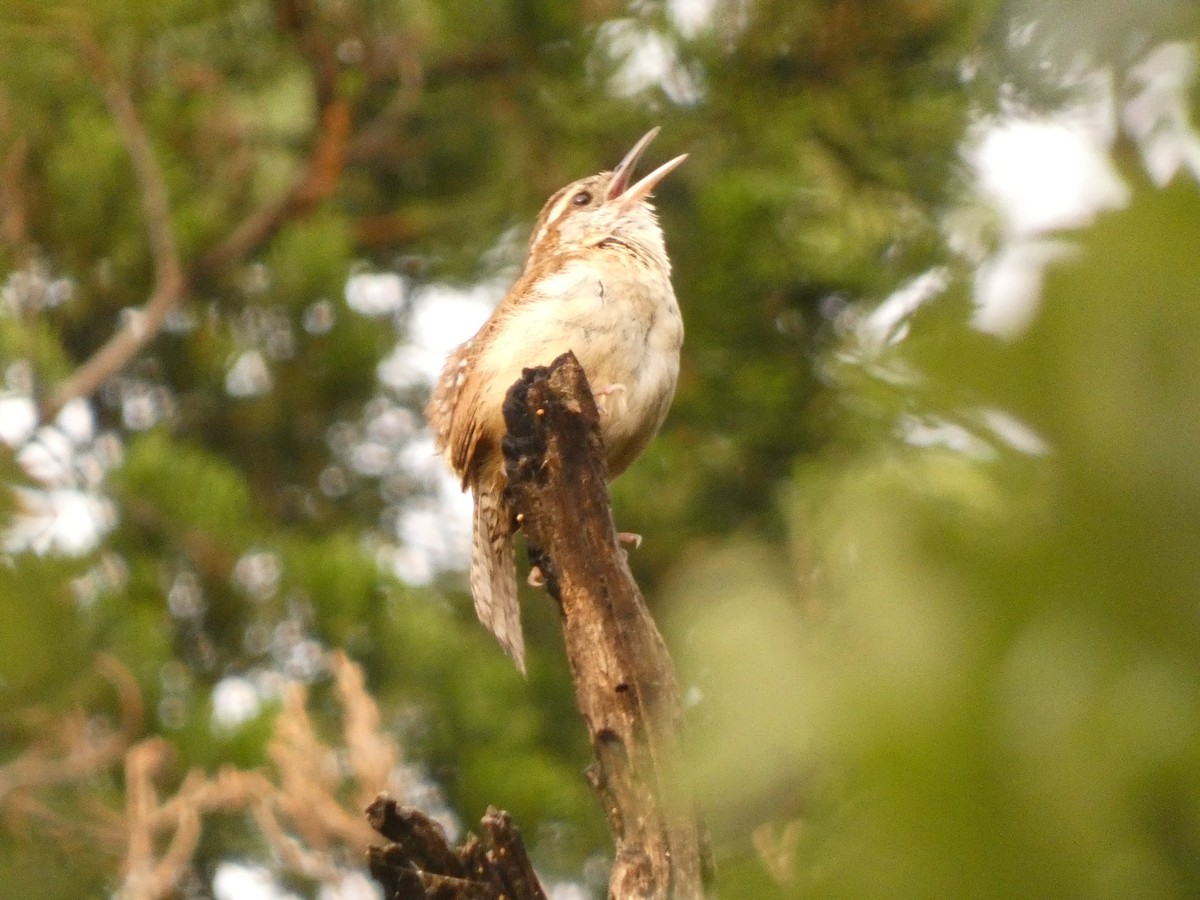 Carolina Wren - ML582864261