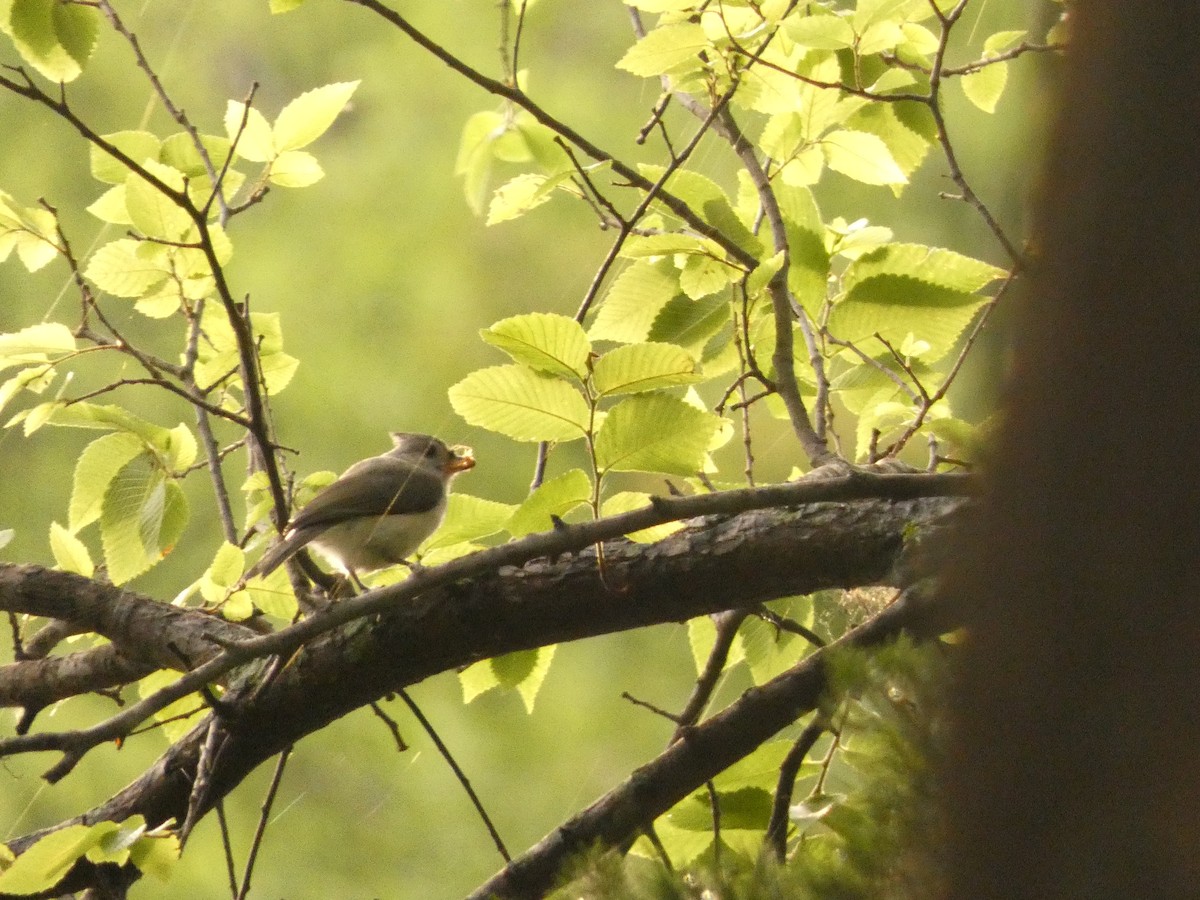 Tufted Titmouse - ML582864311