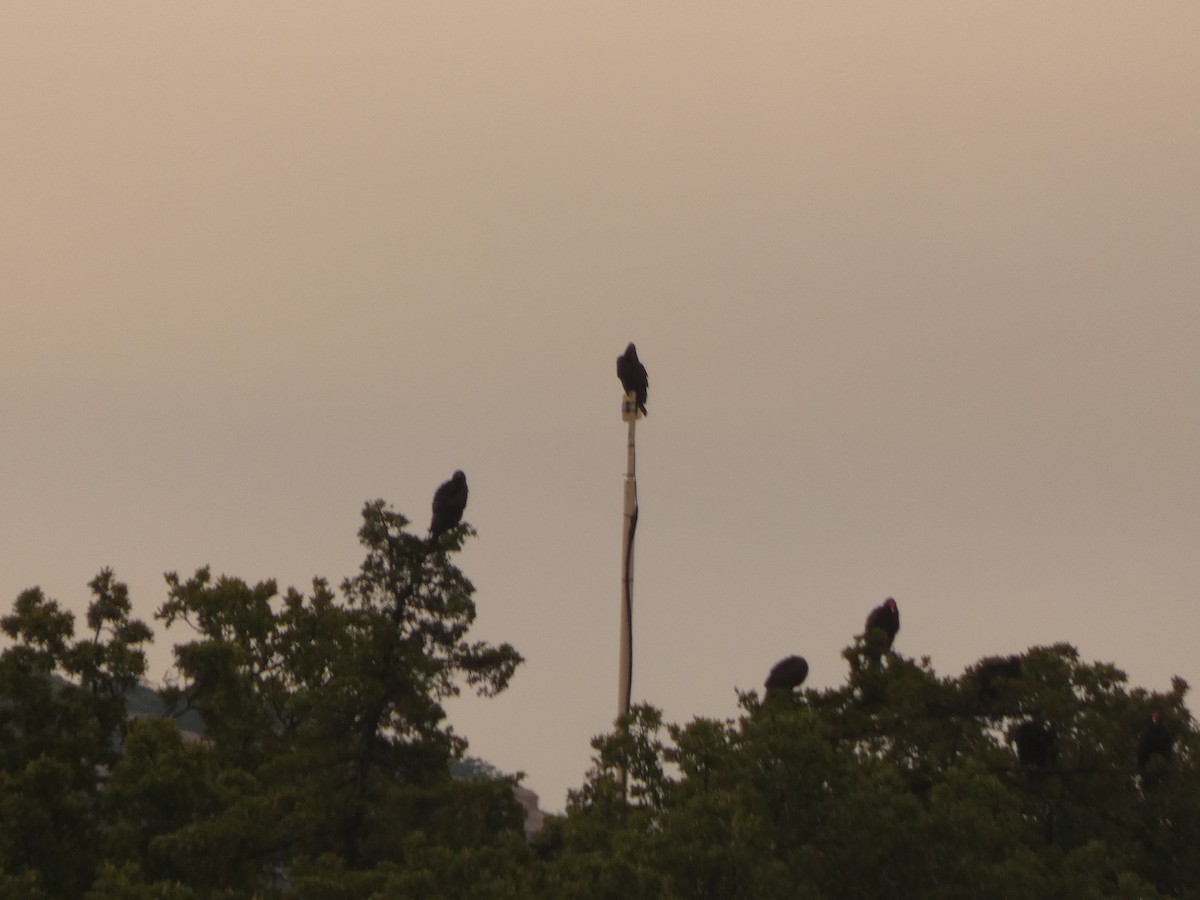 Turkey Vulture - ML582864341