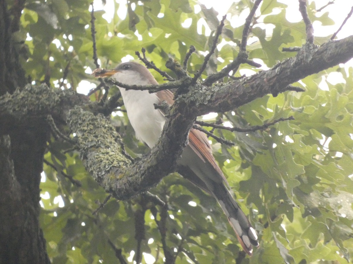 Yellow-billed Cuckoo - ML582864411