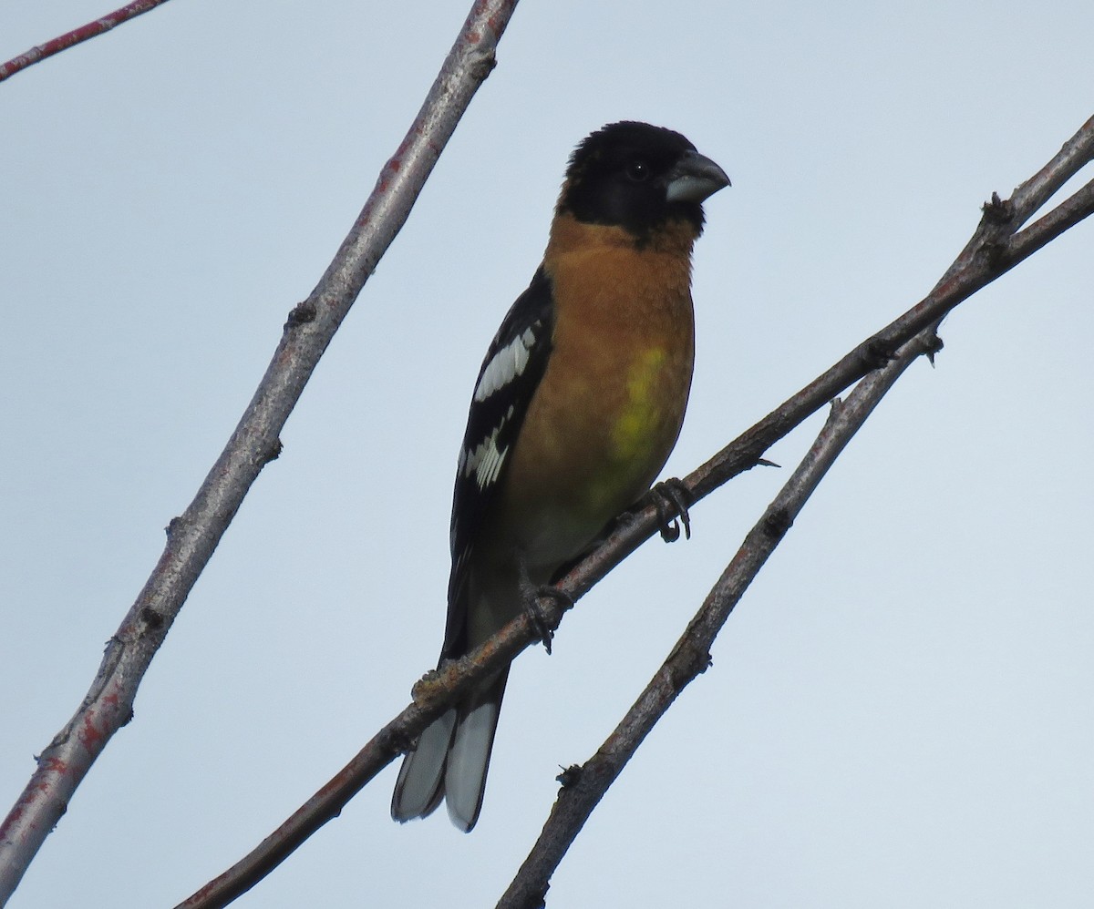 Black-headed Grosbeak - ML58286471