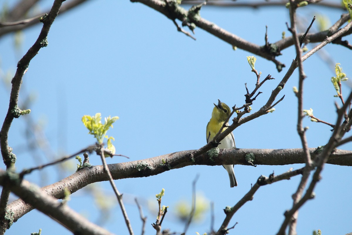 Yellow-throated Vireo - Mark Benson