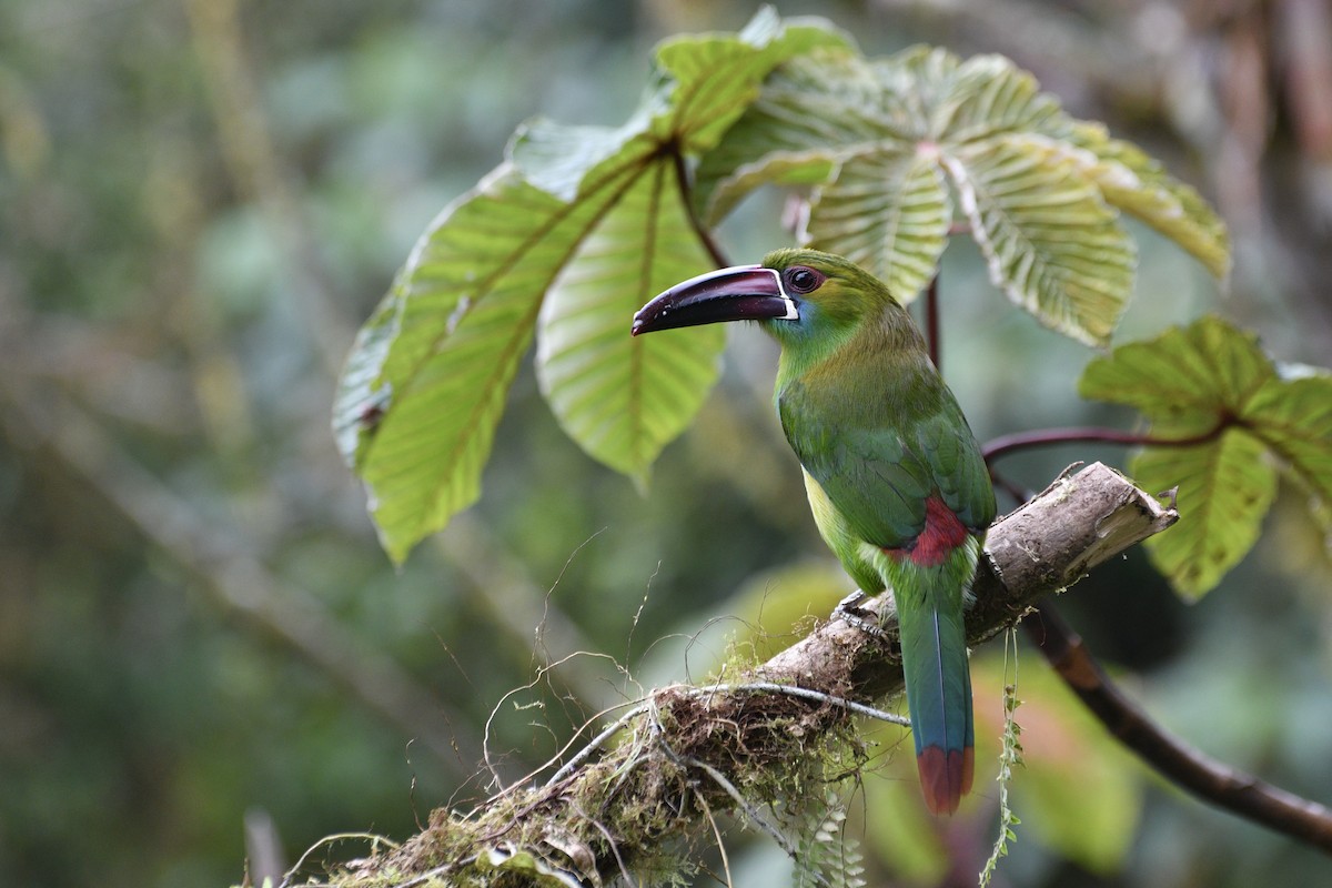 Crimson-rumped Toucanet - Kai  Mills