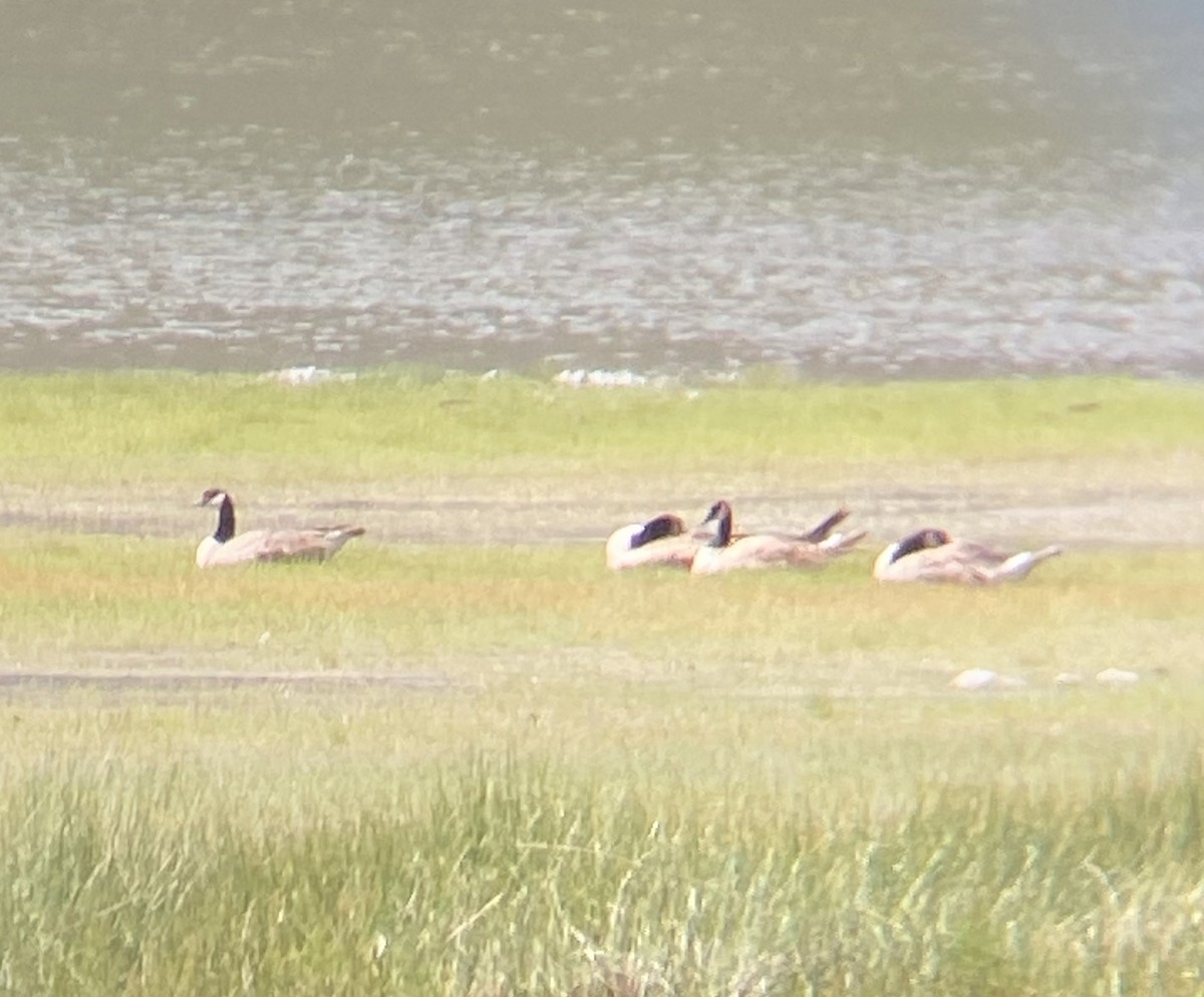 Canada Goose - ML582864971