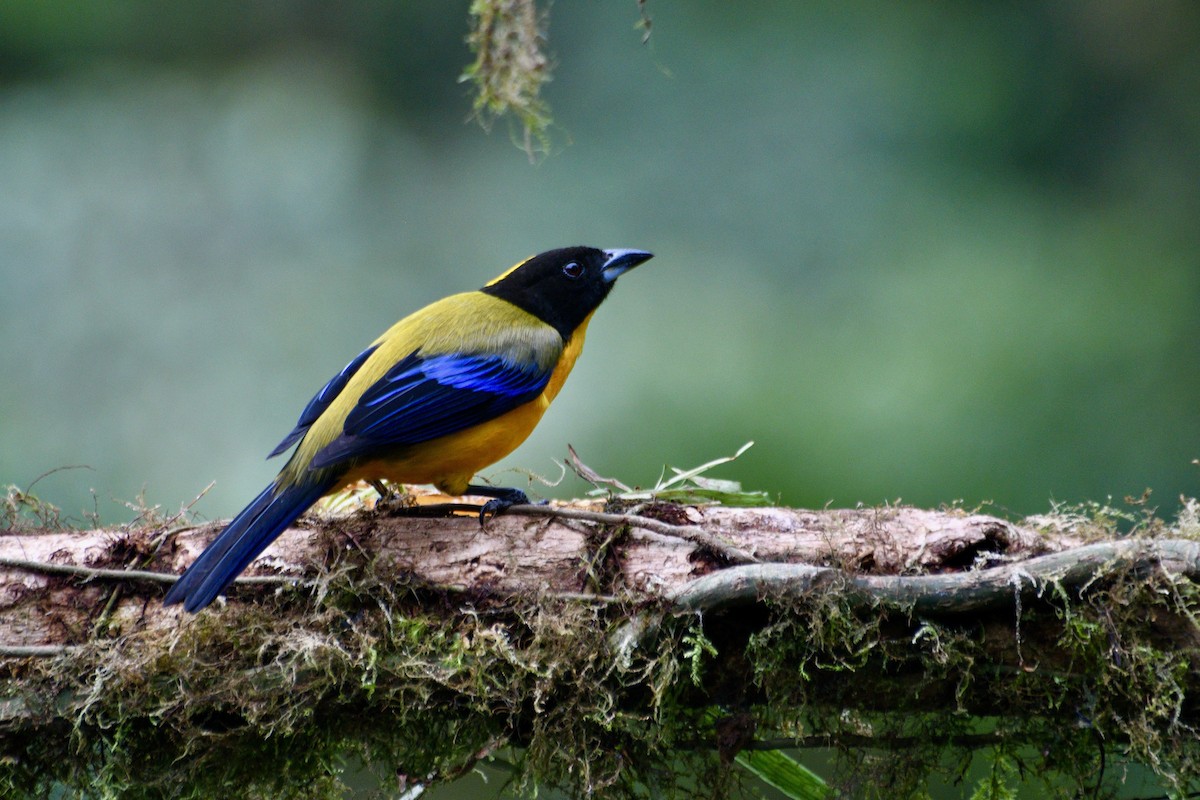 Black-chinned Mountain Tanager - Kai  Mills