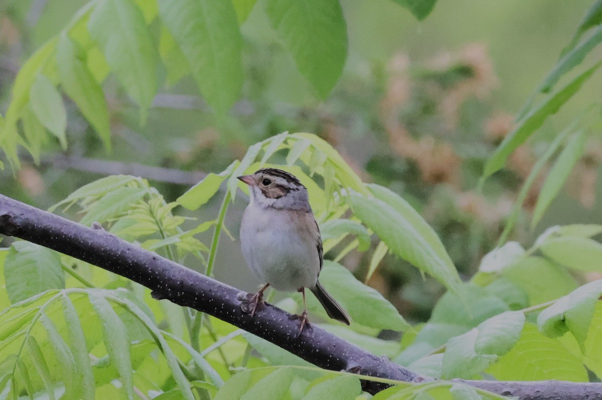 Clay-colored Sparrow - Charlie Kaars