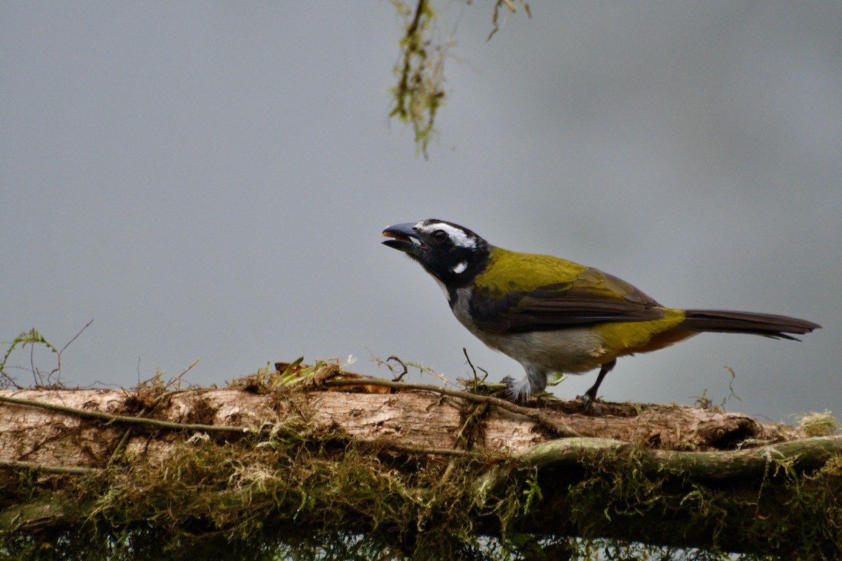 Black-winged Saltator - Kai  Mills