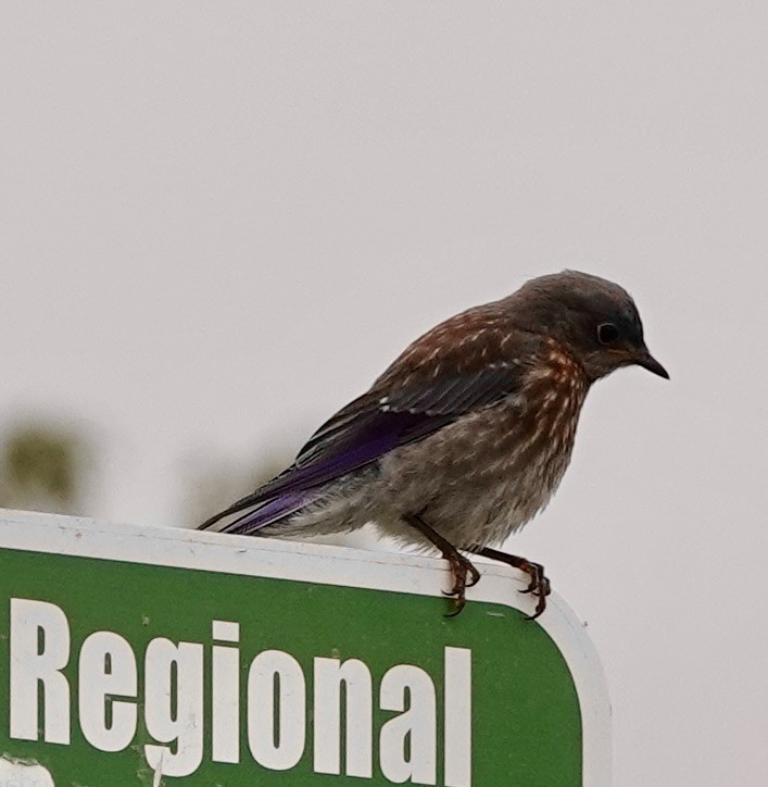 Western Bluebird - ML582866021