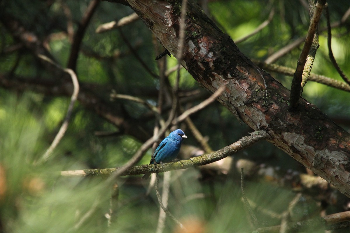 Indigo Bunting - Mark Benson