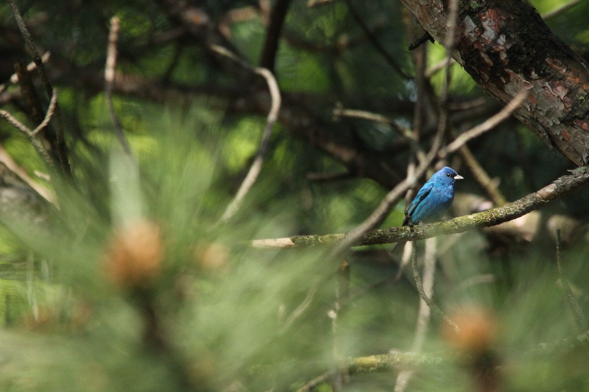 Indigo Bunting - ML58286651