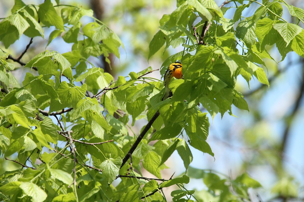 Blackburnian Warbler - Mark Benson