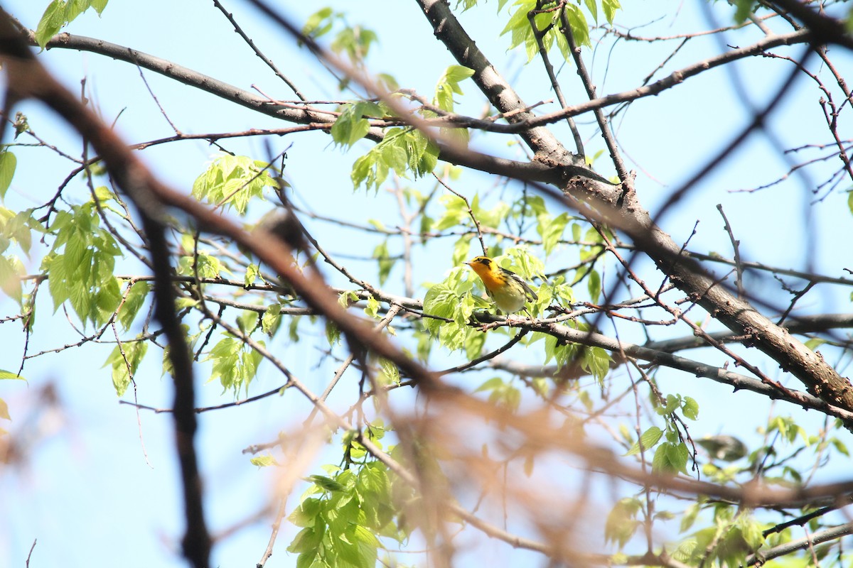 Blackburnian Warbler - Mark Benson