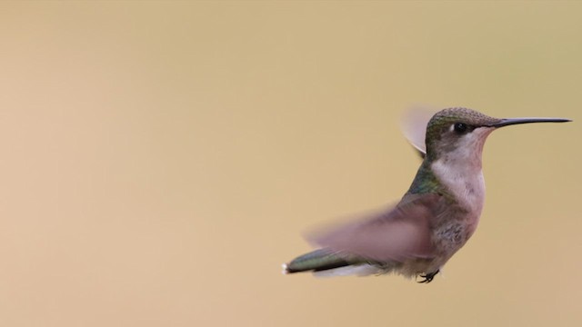 Ruby-throated Hummingbird - ML582867881