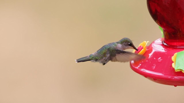 Ruby-throated Hummingbird - ML582868471