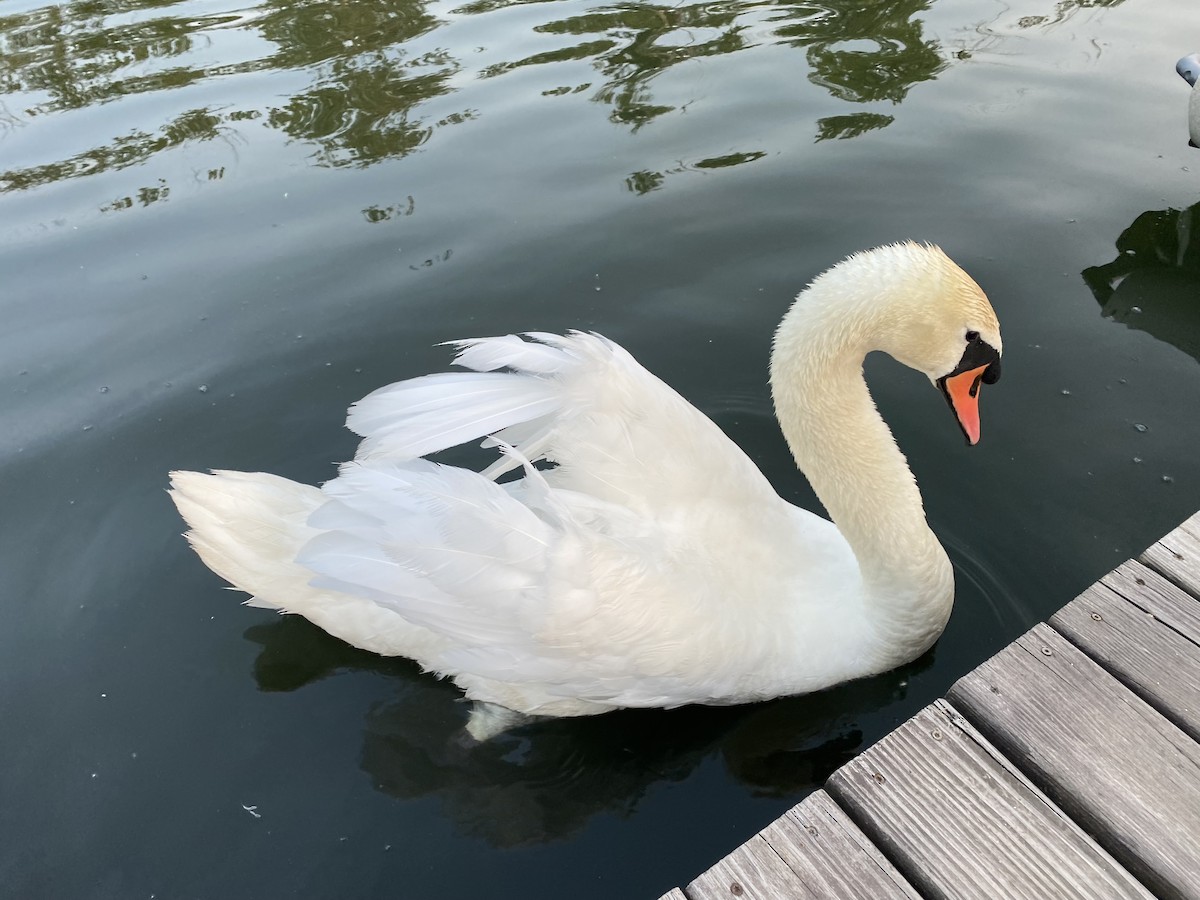 Mute Swan - ML582869211