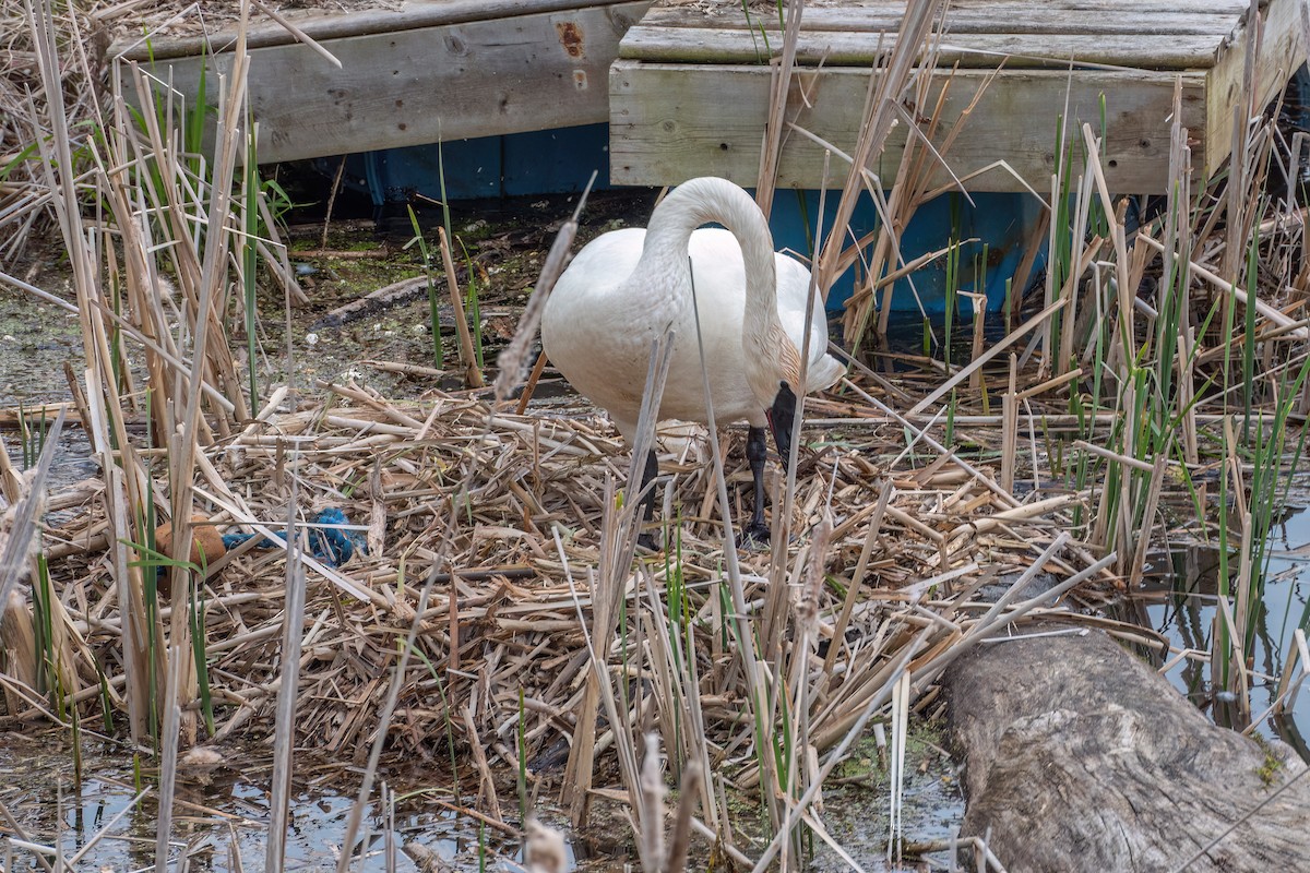 Trumpeter Swan - ML582869711