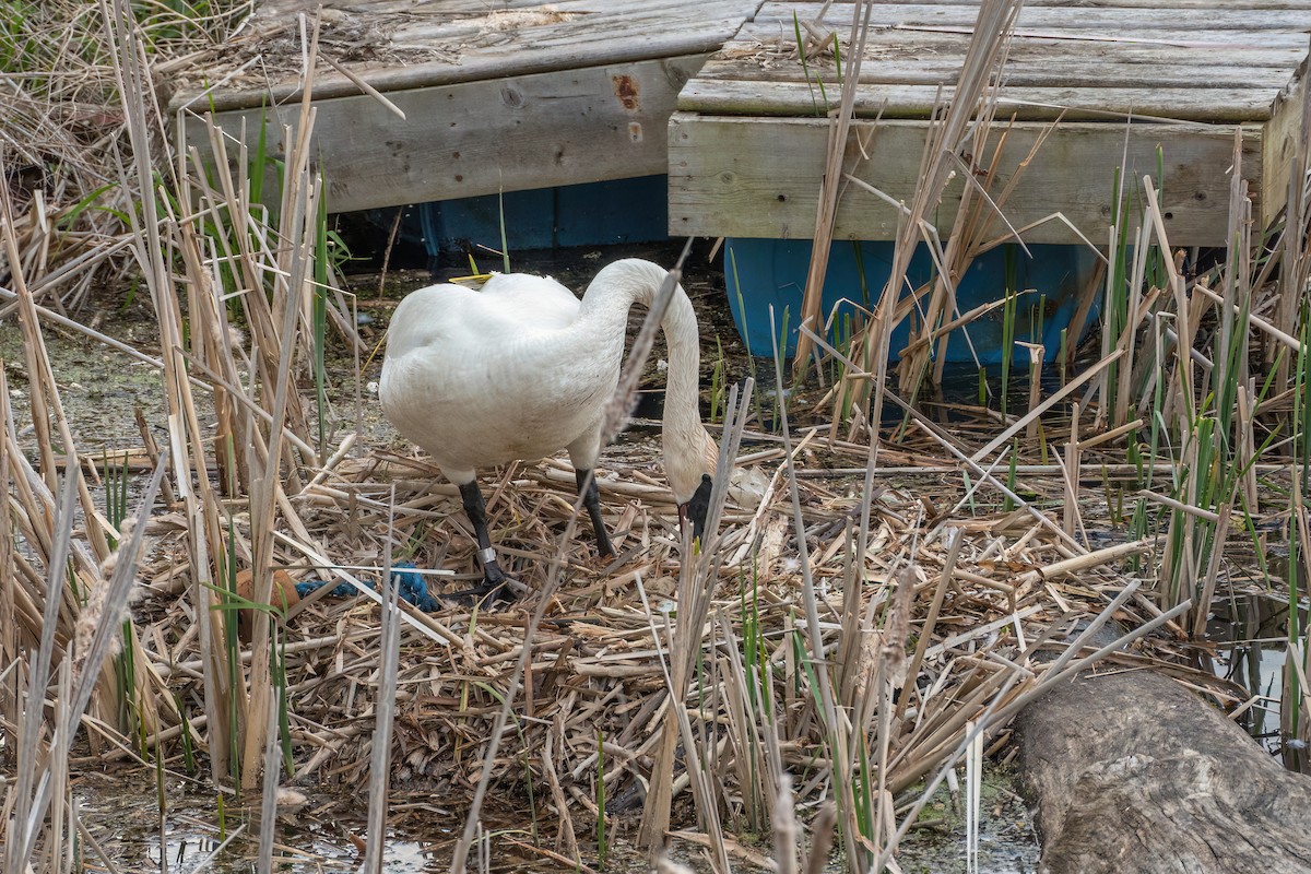 Trumpeter Swan - ML582869931