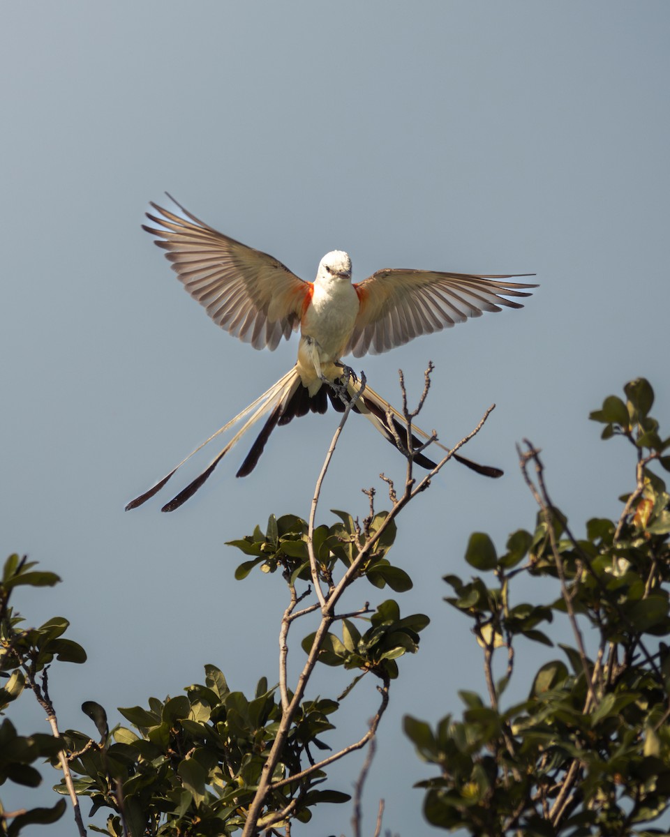 Scissor-tailed Flycatcher - Oscar Galindo