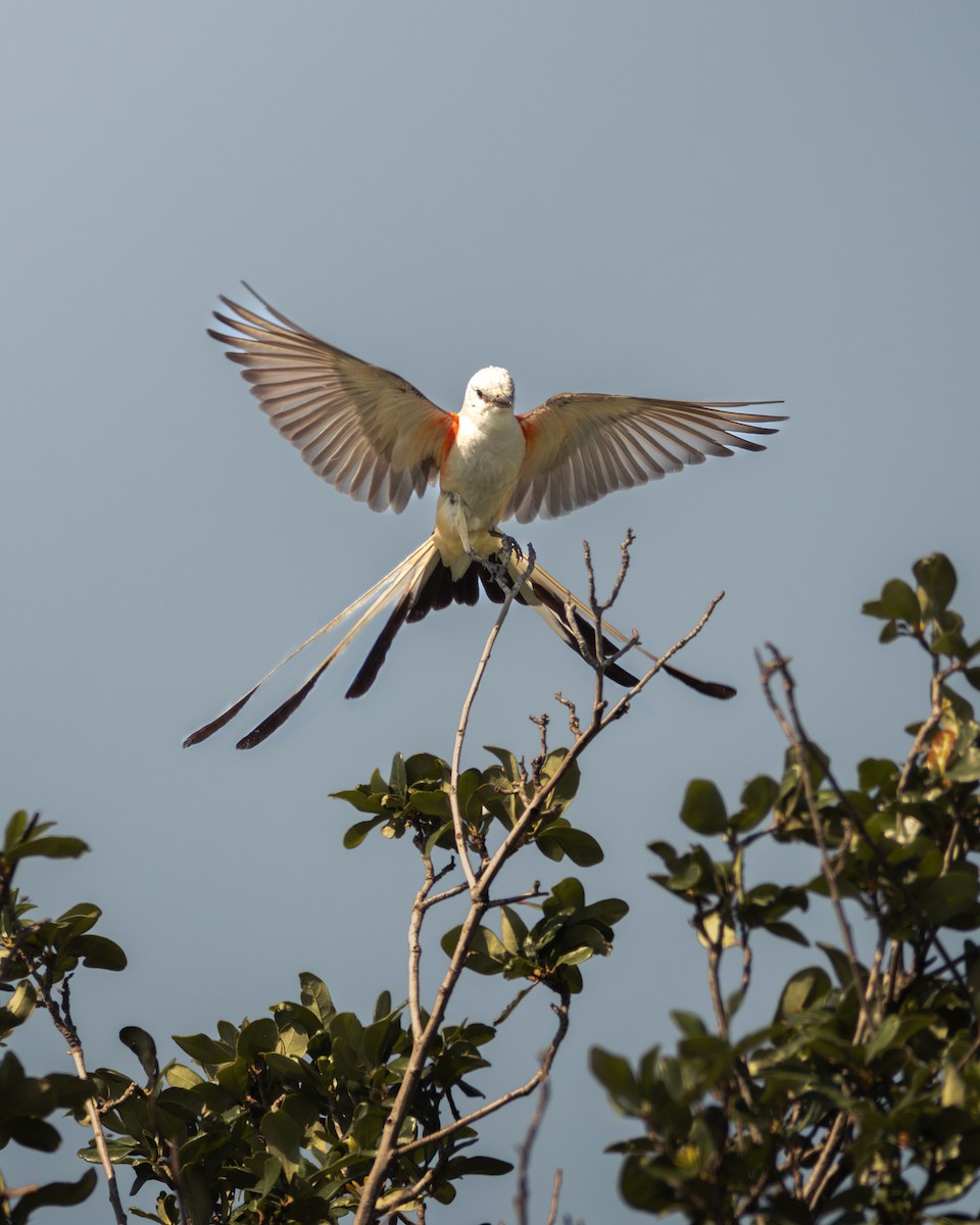 Scissor-tailed Flycatcher - ML582869961