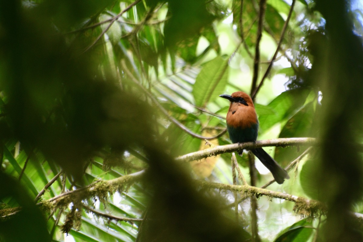Broad-billed Motmot - ML582870721